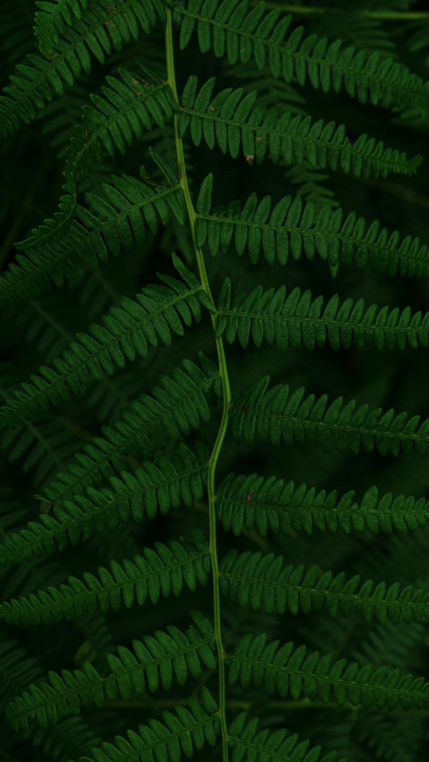 Herbal