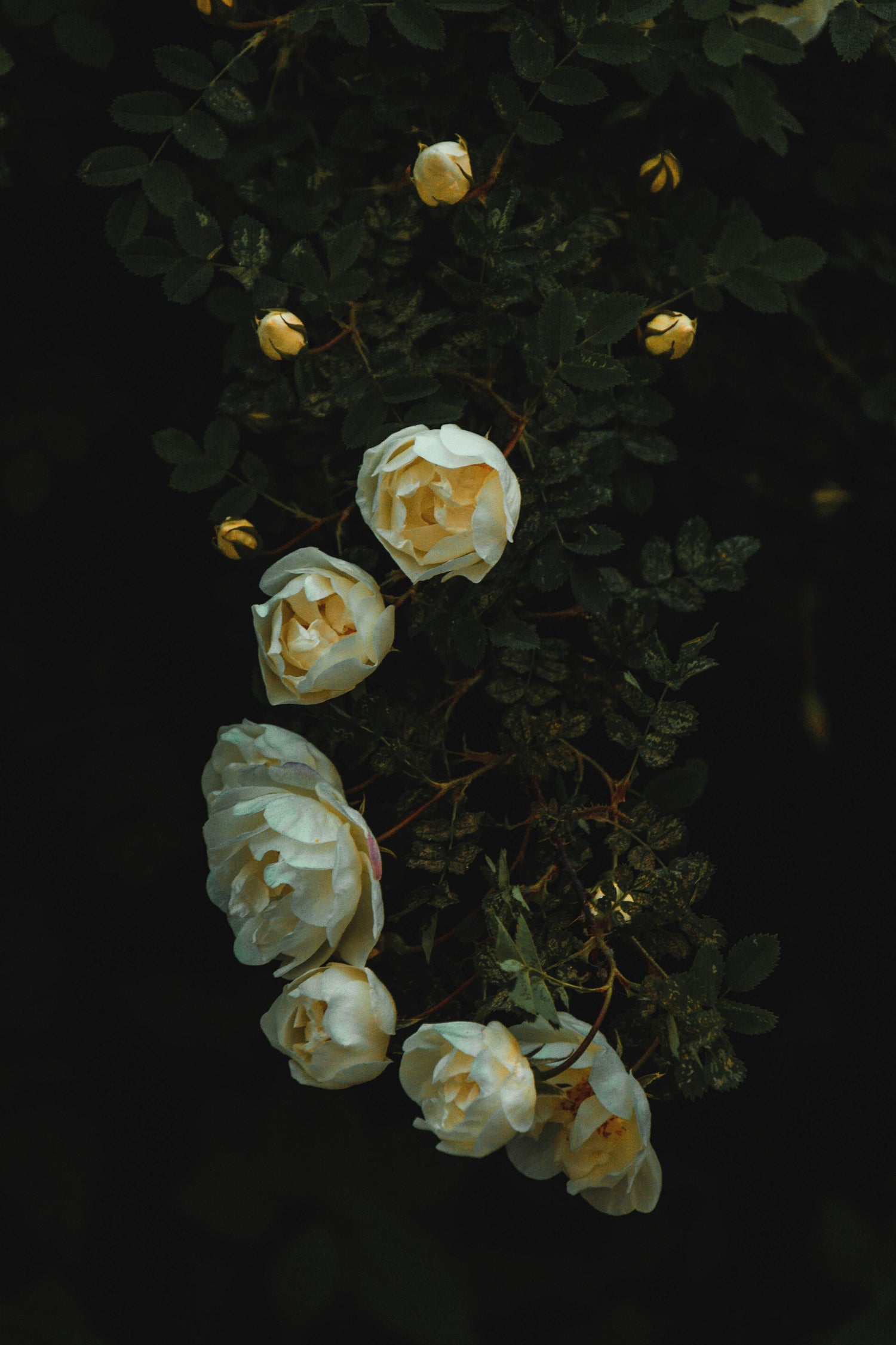 Floral